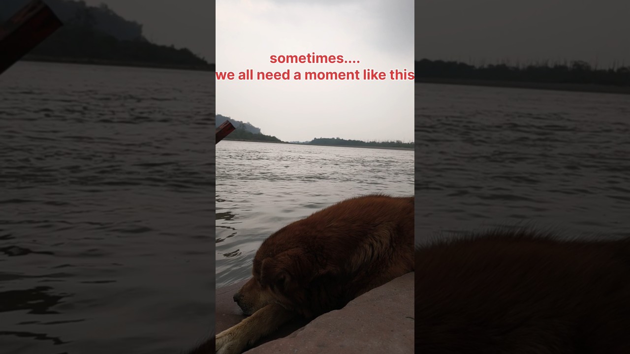 "Silent Stories by the River 🐾💧 | Peaceful Dog Moment" 