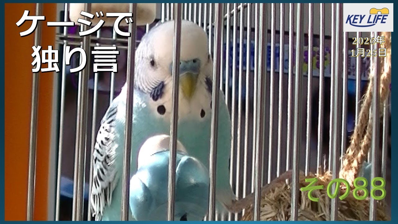 セキセイインコとの暮らし（８８）ピピの独り言