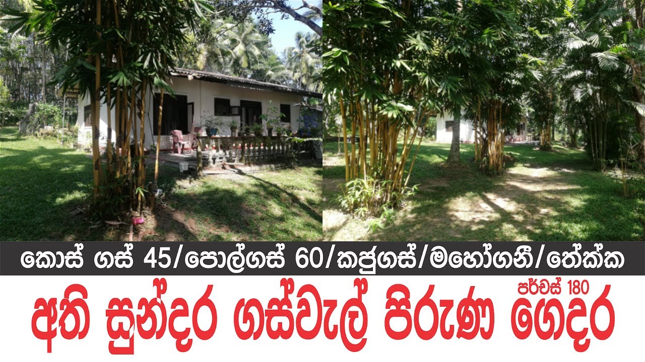 කොස් ගස් 45යි පොල්ගස් 60යි ගෙදරයි 🇱🇰 |Low Budget Land Sale in Sri Lanka|@Ape Sudu Malli - සුදු මල්ලි