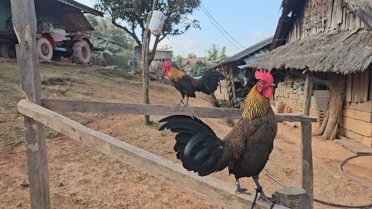 Kuv ob tu qaib cua zoo nraug dib tuaj zoo