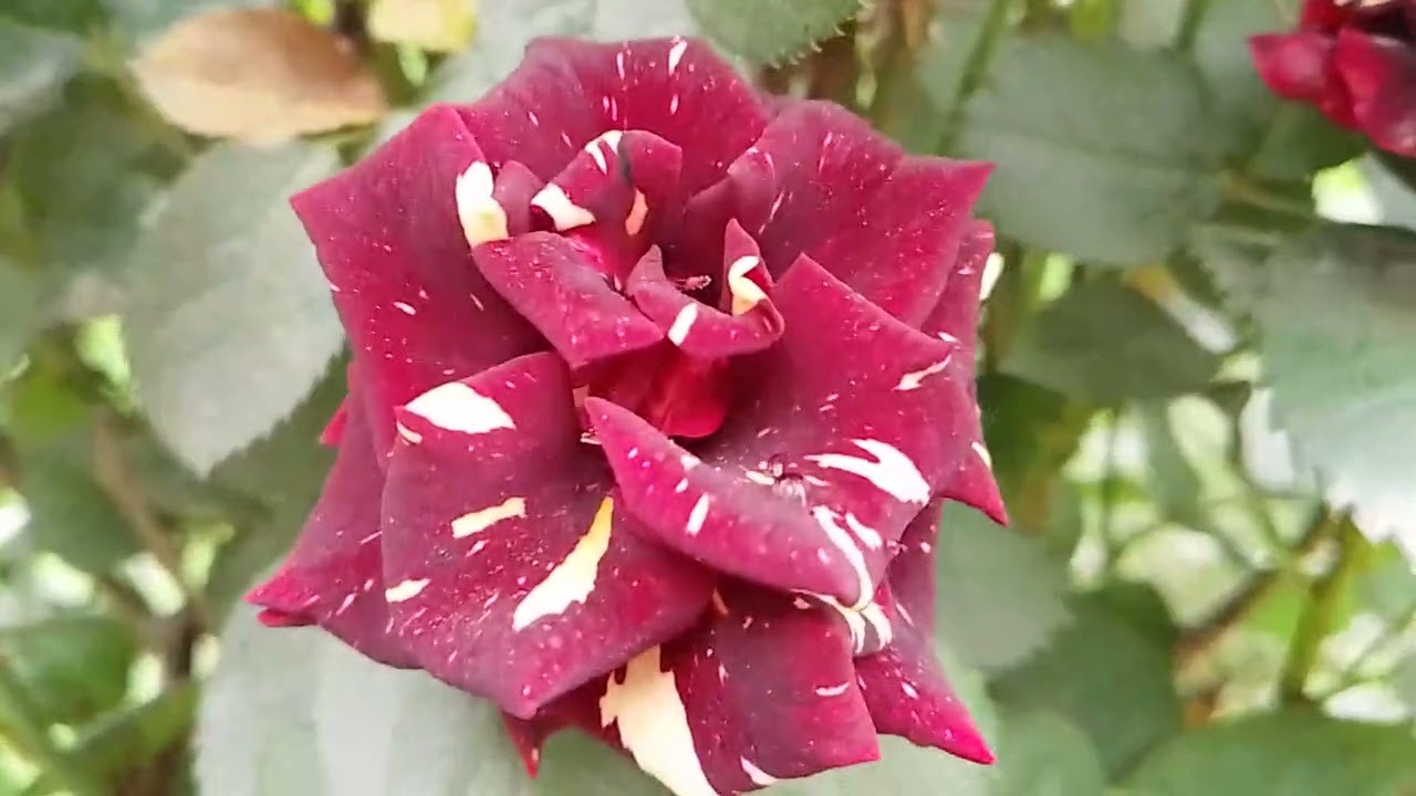 Special vlog flowers 🌺 fruit 🍓 and village life 🧬🧬 mukmal video 📷 Dekho thanks 👍
