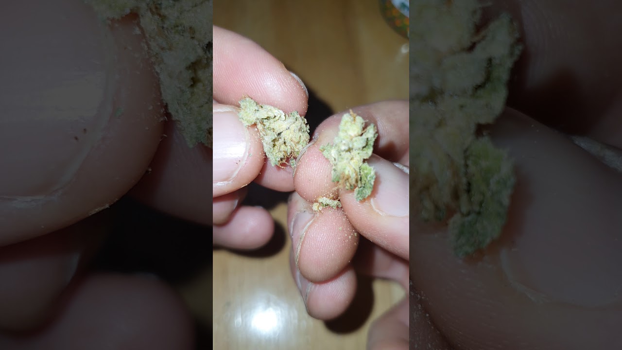 Rsosos mango sapphire vs Amsterdam mango sapphire vs UK mango sapphire