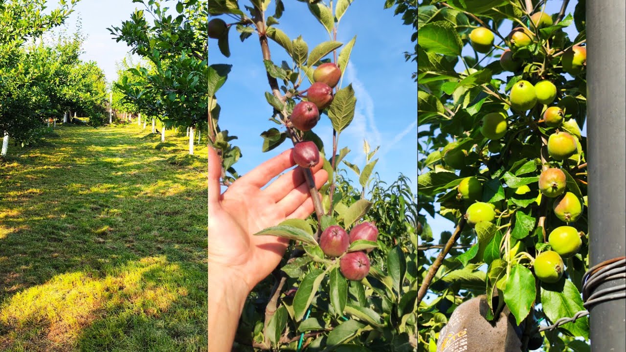 Am cosit pentru a treia oară și prezentam livada 🤗🍐🫐🍏🍑🍒✅