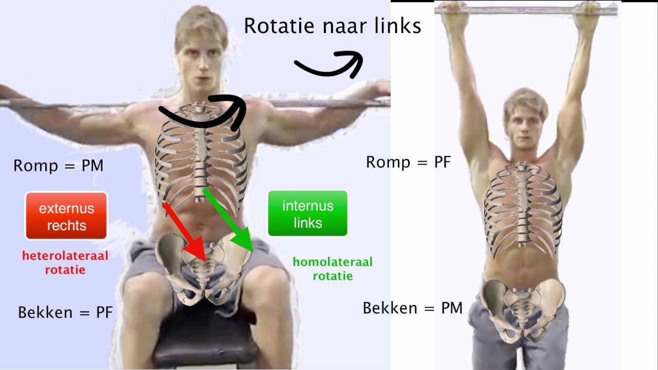 De buikspieren en het punctum fixum
