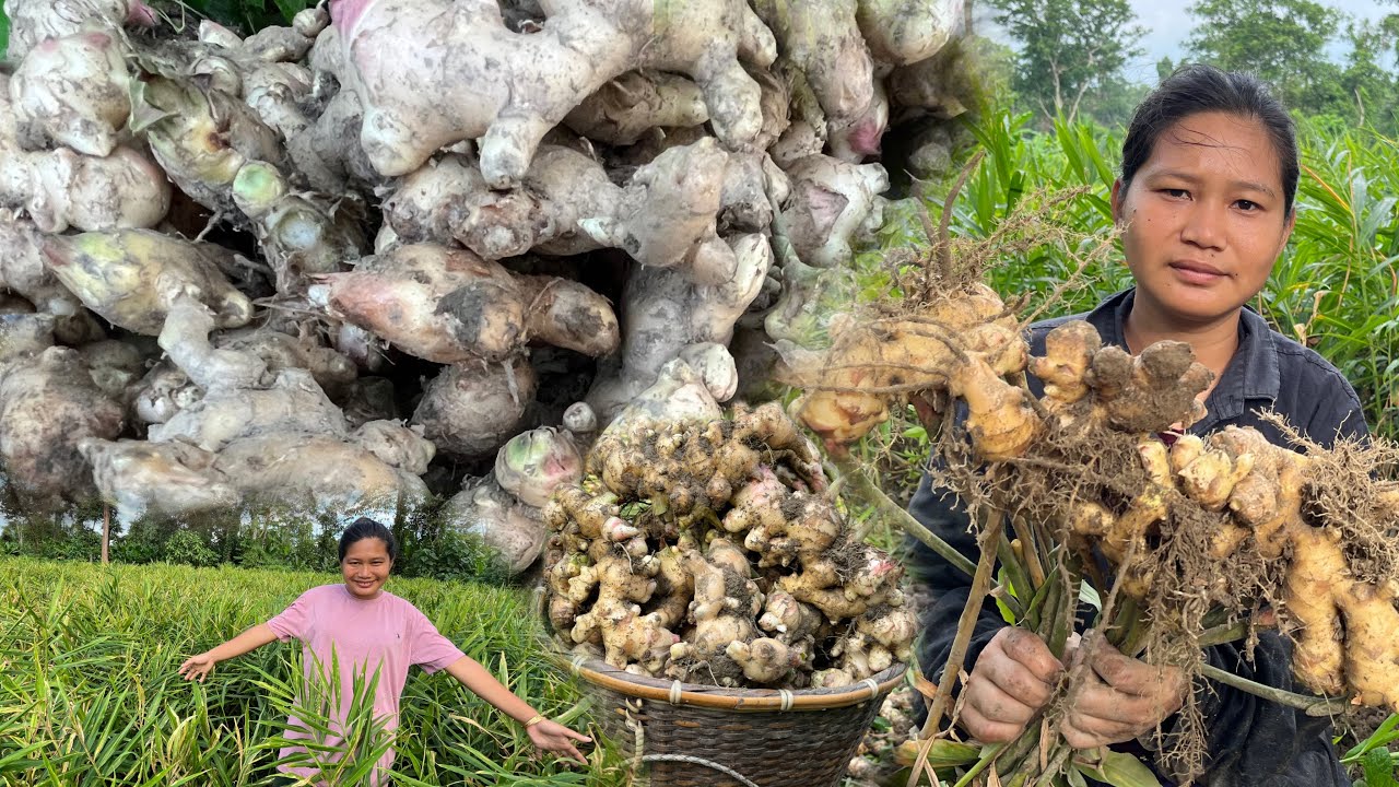 Finally khet se bahut ginger 🫚 mil giya | Paisa hi paisa hoga