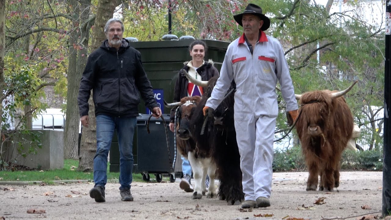 La Ferme géante | #animauxdelaferme | #nanterre