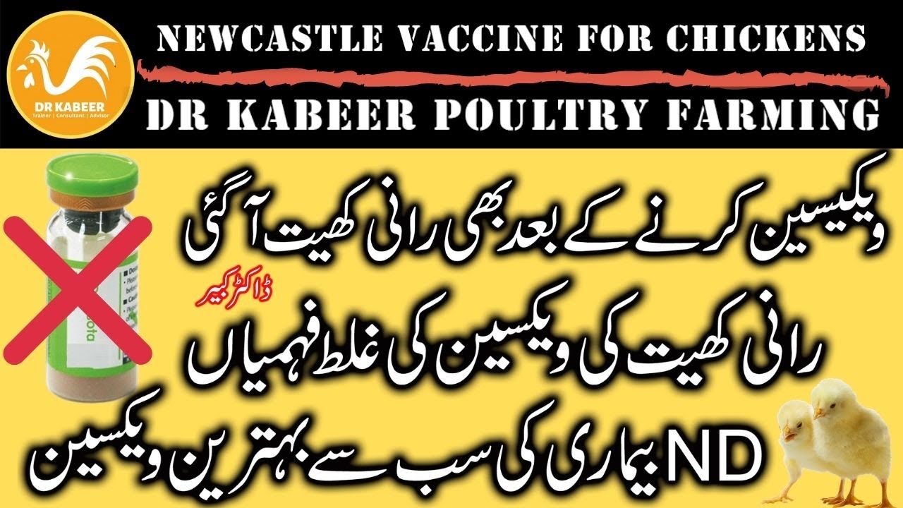 ND Vaccine for Chickens in Poultry Farming Pakistan | Poultry Farming in Summer