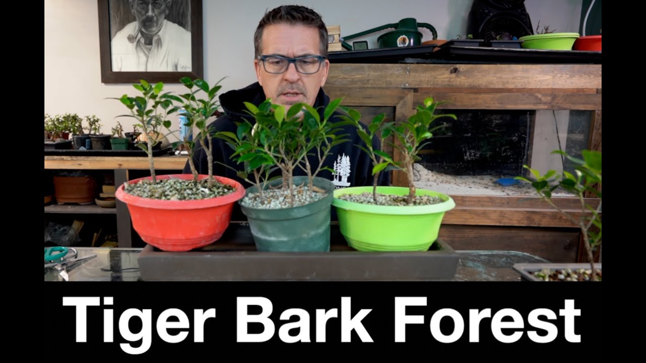 Tiger Bark Ficus Forest:  Dave's Bonsai E477