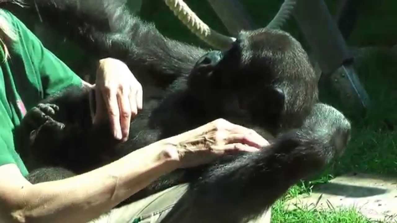 Gorilla-Kindergarten Sept. 2014