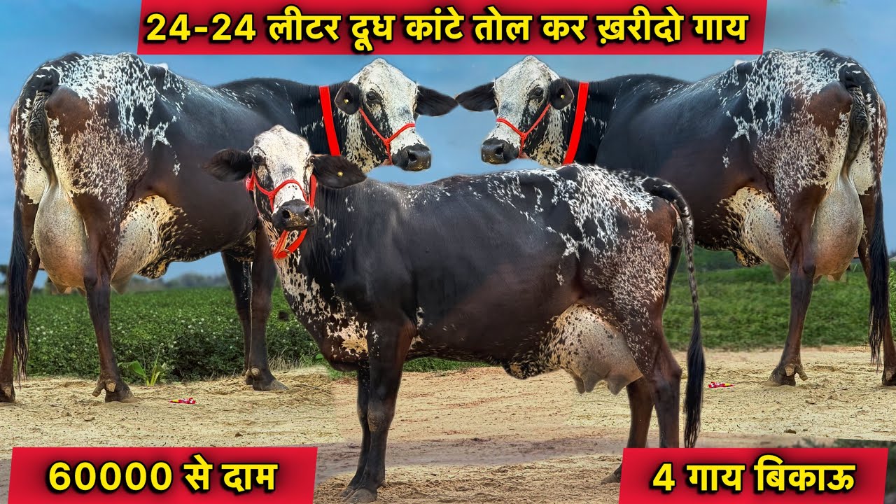 24-24 लीटर दूध कांटे तोल कर ख़रीदो गाय👌60000 से दाम,4 गाय बिकाऊ👍Top Cross Breed Cows For Sale 