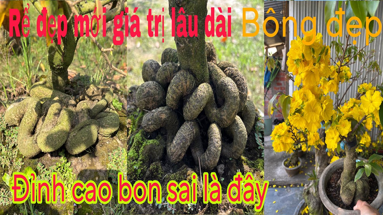 Chia sẻ mẫu siêu bệ trồng đất có giá trị lâu dài (Zalo 0983946649 ngày 21/2/2026