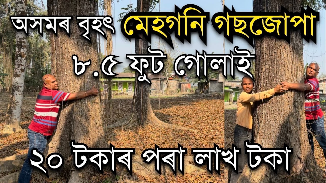 ৮.৫ ফুট গোলাইৰ মেহগনি অসমত।Mahogany farm in Assam।Mahogany plant nursery।Original Mahogany plants 