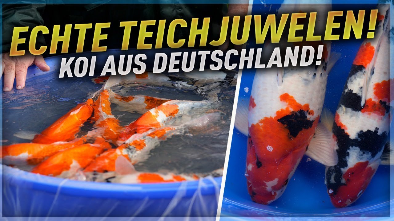 Echte Teichjuwelen - Koi made in Germany!