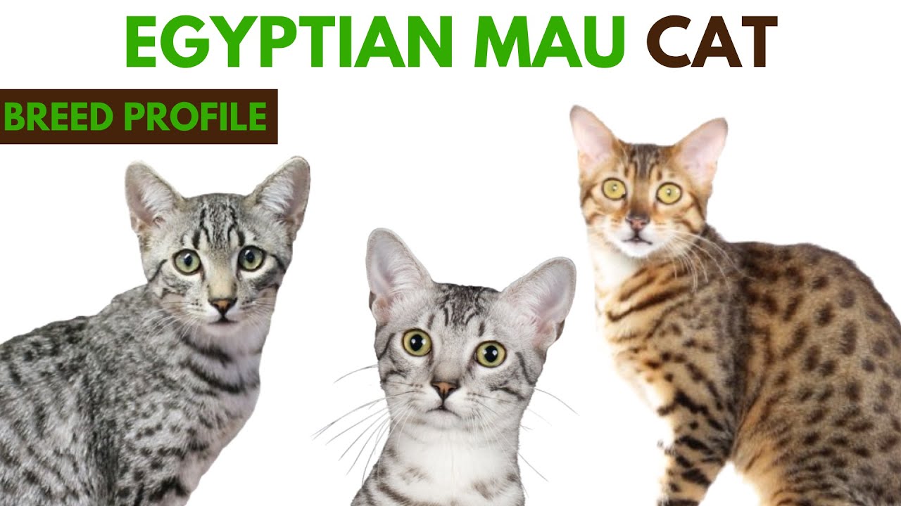 Egyptian Mau Cat Breed Profile History - Traits - Price - Egyptian Mau Cat Grooming Needs - Lifespan