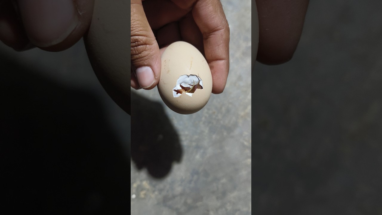 Amazing egg hatching 🐣🐣🐥