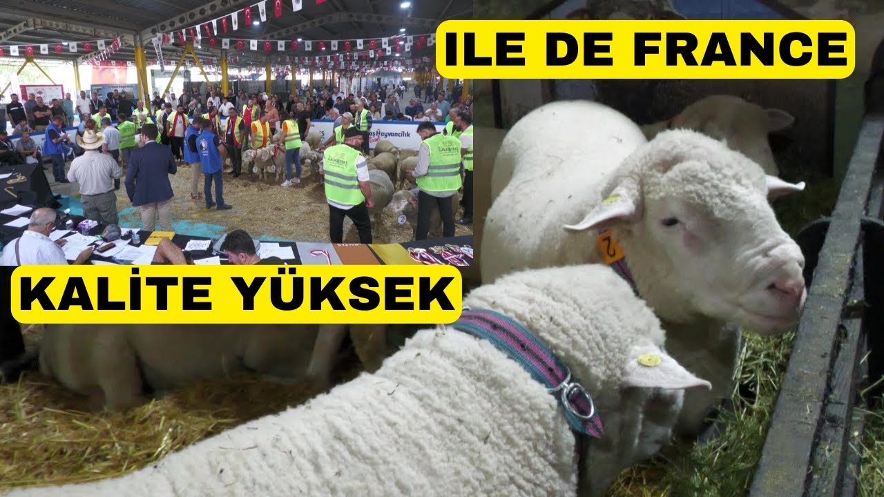 3 ТУРЕЦКИХ 3 ФРАНЦУЗСКИХ СУДЬИ (Ile De France Türkiye участвовали в 3-м эпизоде)