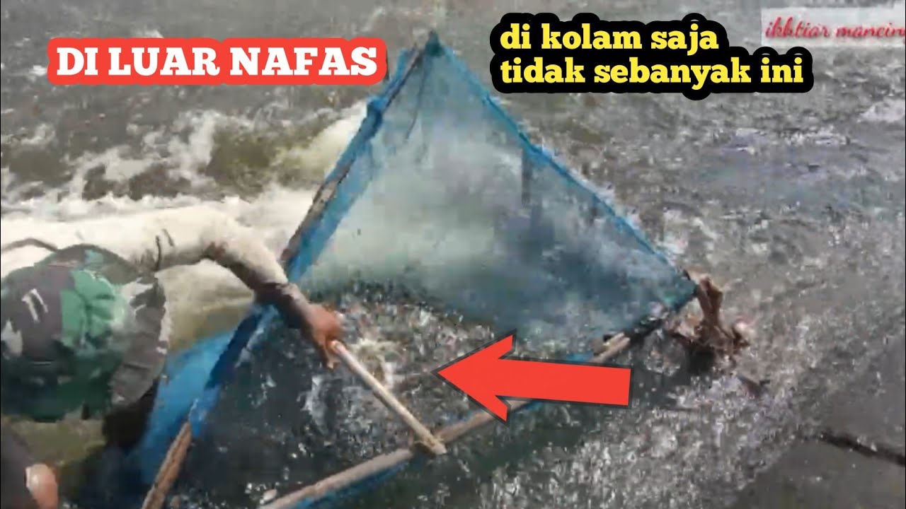 DILUAR NAFAS‼️ DETIK DETIK MENGERIKAN TERCIDUKNYA JUTAAN IKAN DI PINTU AIR BENDUNG GERAK