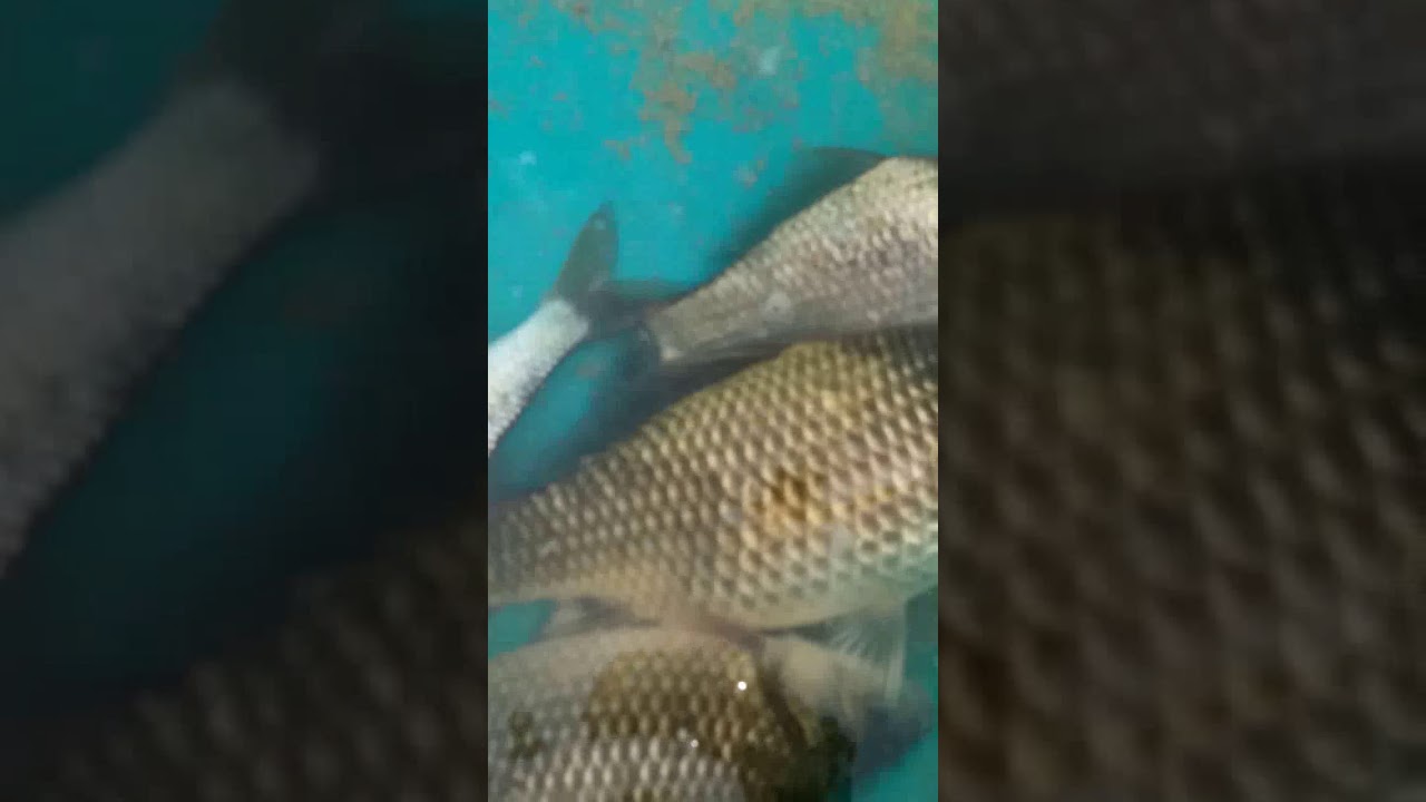 انواع السمك في سد واد لكحل مع نصيحة شوف اخر سمكة كاربا تزن اكثر من 1كلغ
