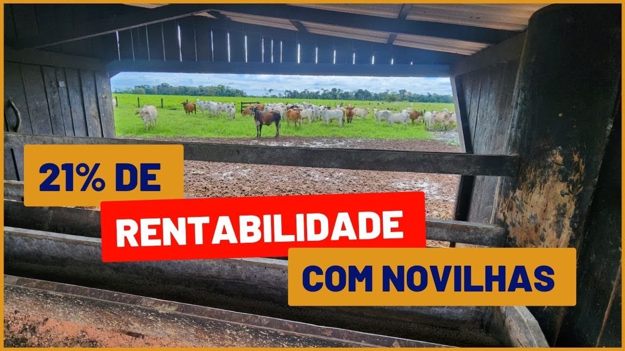 Calculando a RENTABILIDADE DE UM LOTE DE NOVILHAS