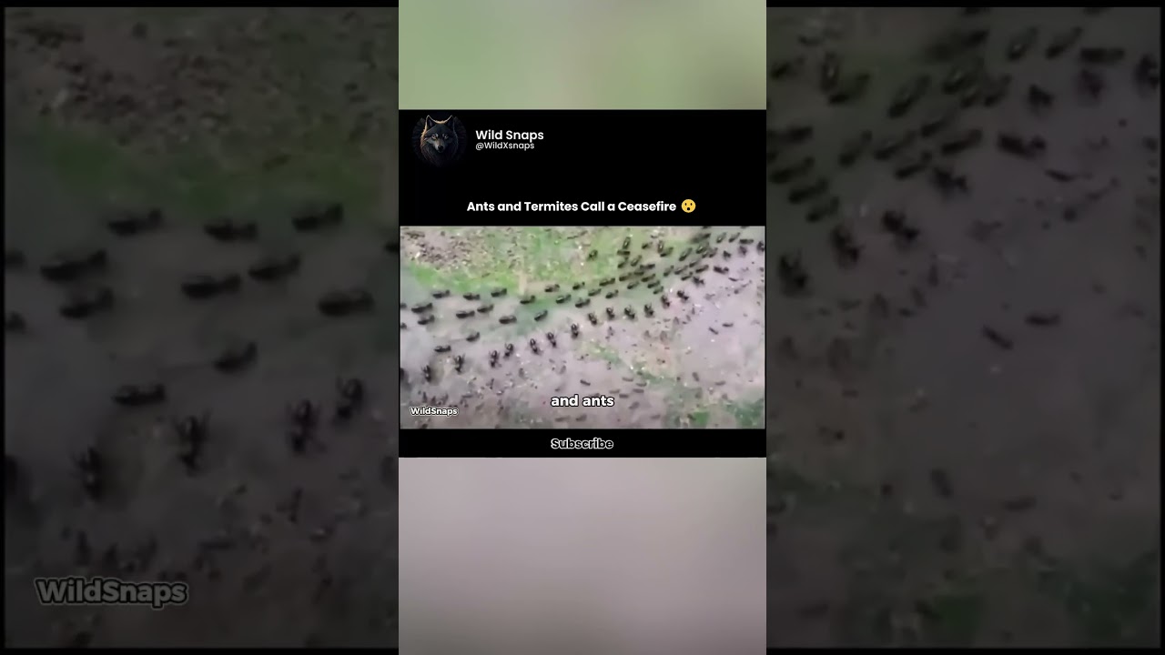 Ants and Termites Call a Ceasefire 😮