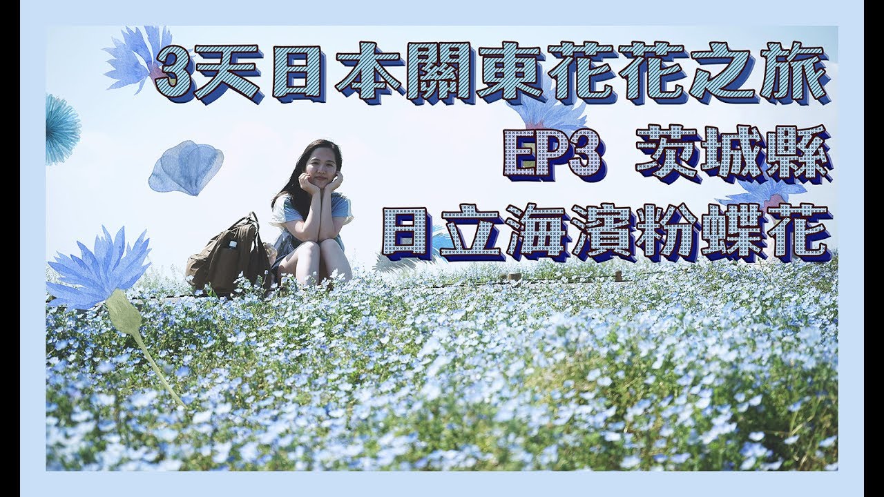 【3天日本關東花花之旅】EP3 茨城縣－日立海濱公園粉蝶花＊藍花海
