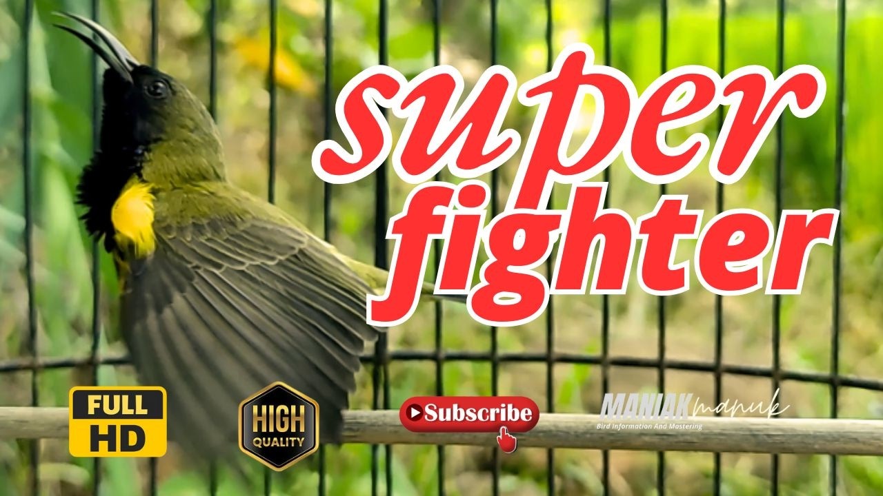 SOGON FIGHTER LANGSUNG RESPON DENGAR SUARA SOGON GACOR #21