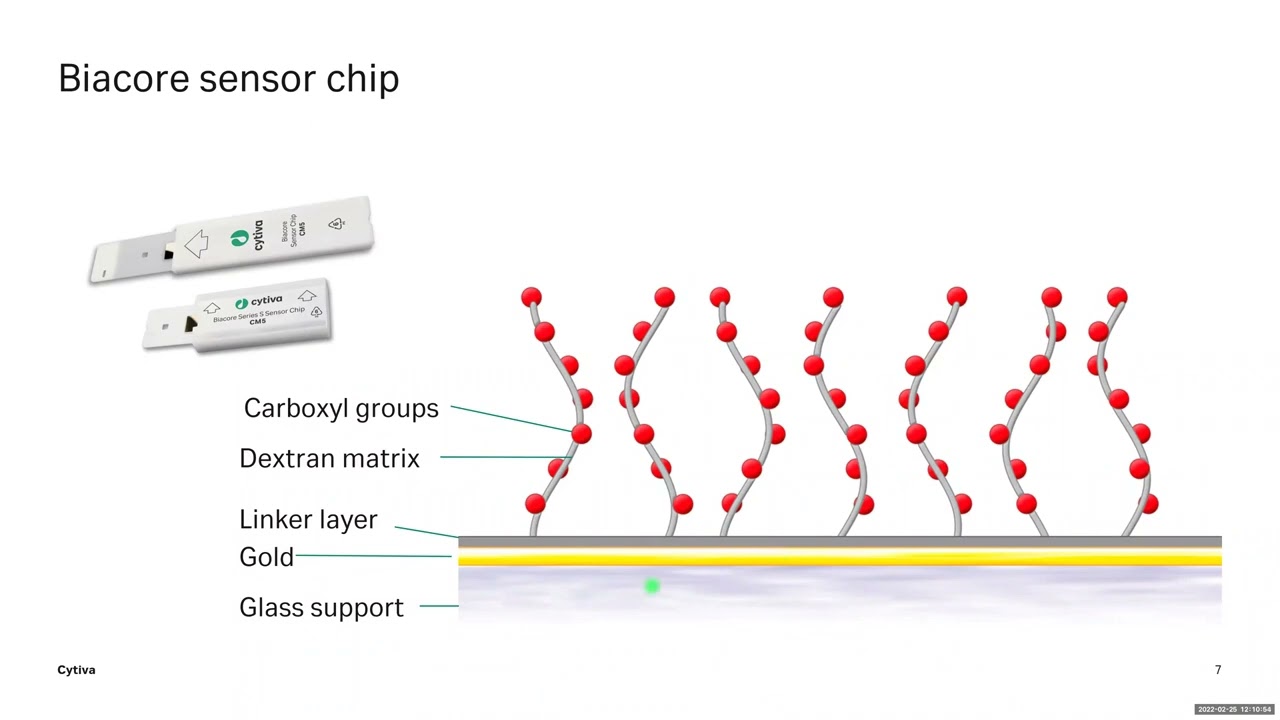Biacore Surface Plasmon Resonance: Observing Molecular Interactions in Real-Time