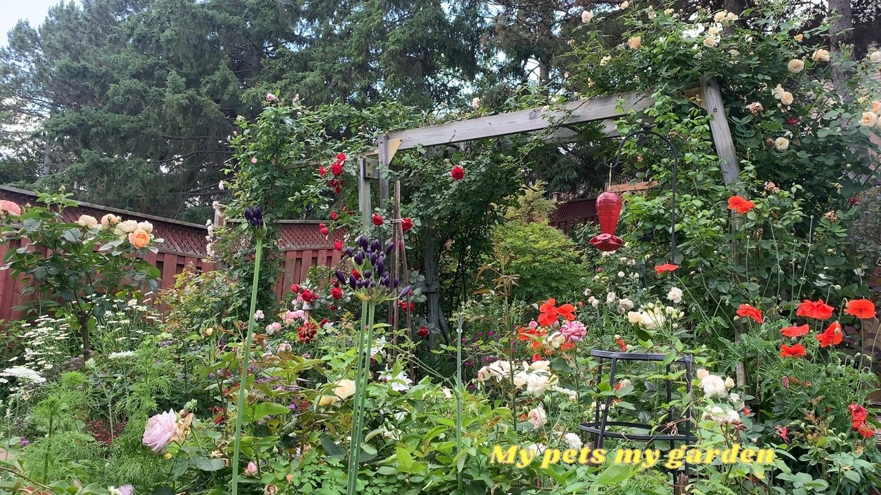 |July 1, 2025 — Backyard |#rosegarden |#dogs|#cats| #rose|#healing|#calm #My pets my garden|