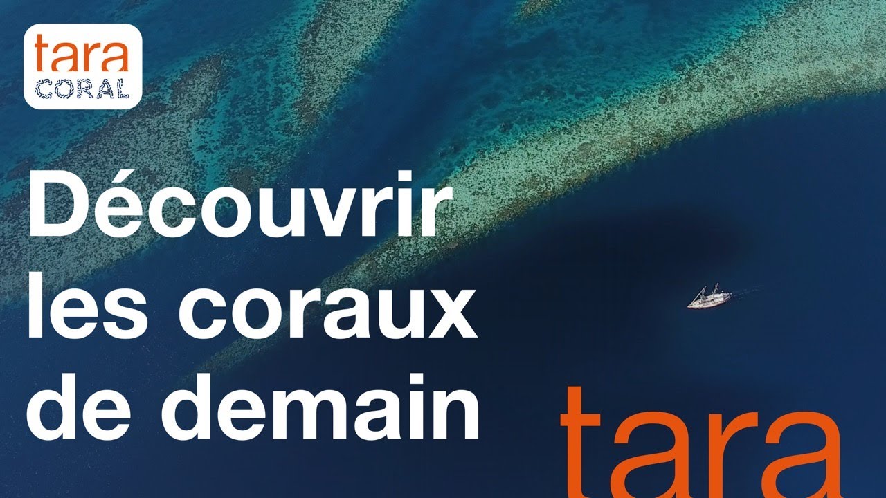 [Tara Coral 2026 - 2028] Expédition scientifique au cœur du Triangle de Corail