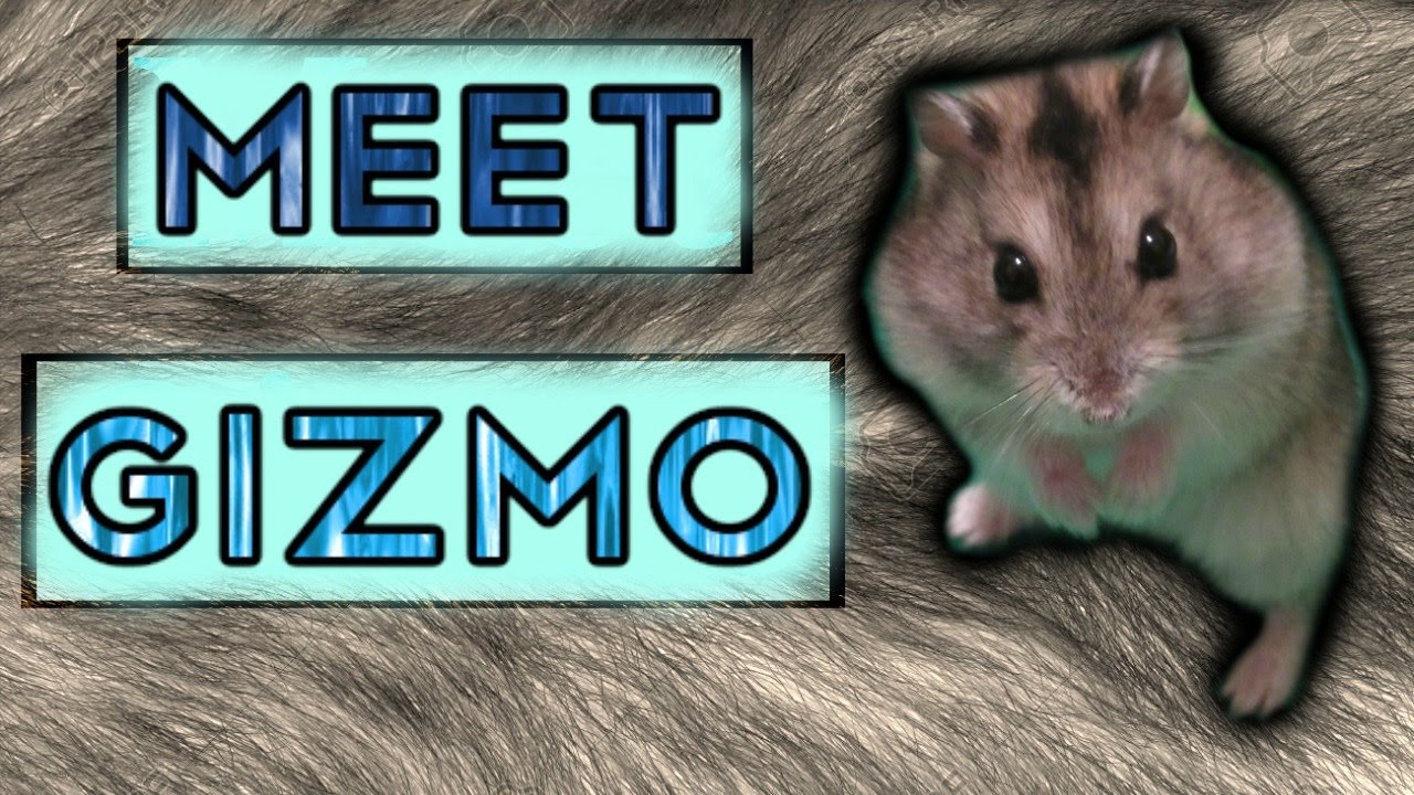 Meet My Hamster Gizmo!🐹