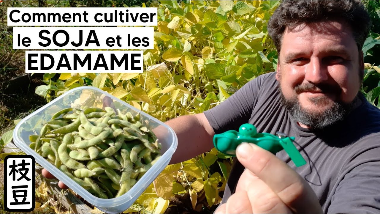 Comment cultiver le SOJA et les EDAMAME