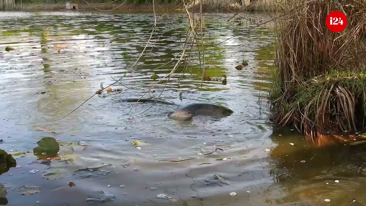 Mrijest somova na medulinskoj lokvi