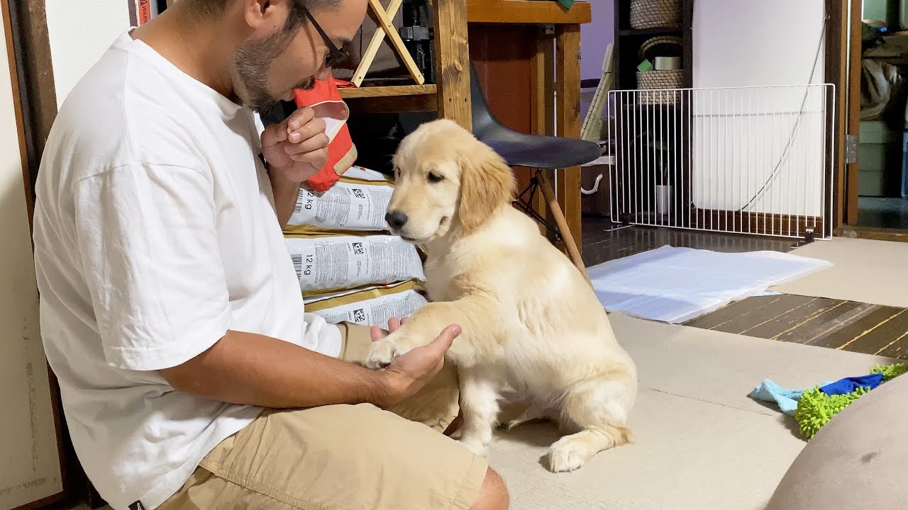 生後三ヵ月でお手までマスターする天才犬がこちらです