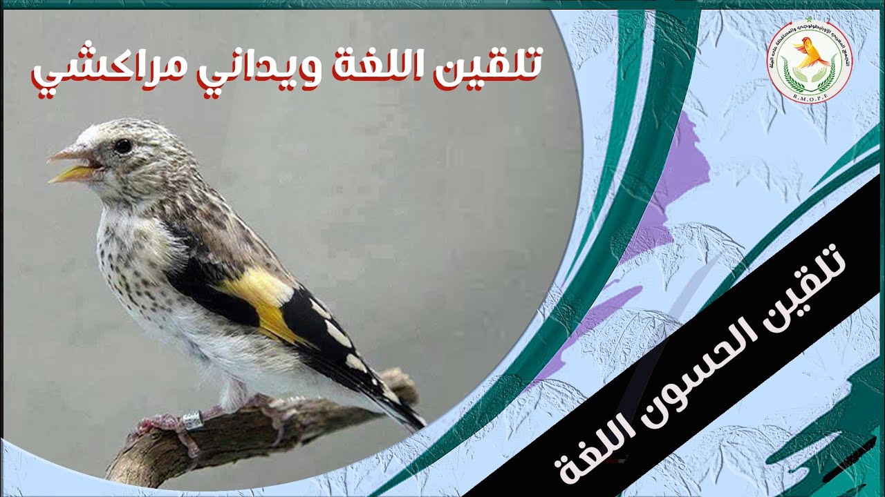 لغة الحسون الويدانية الجديدة 2024 اتحداك