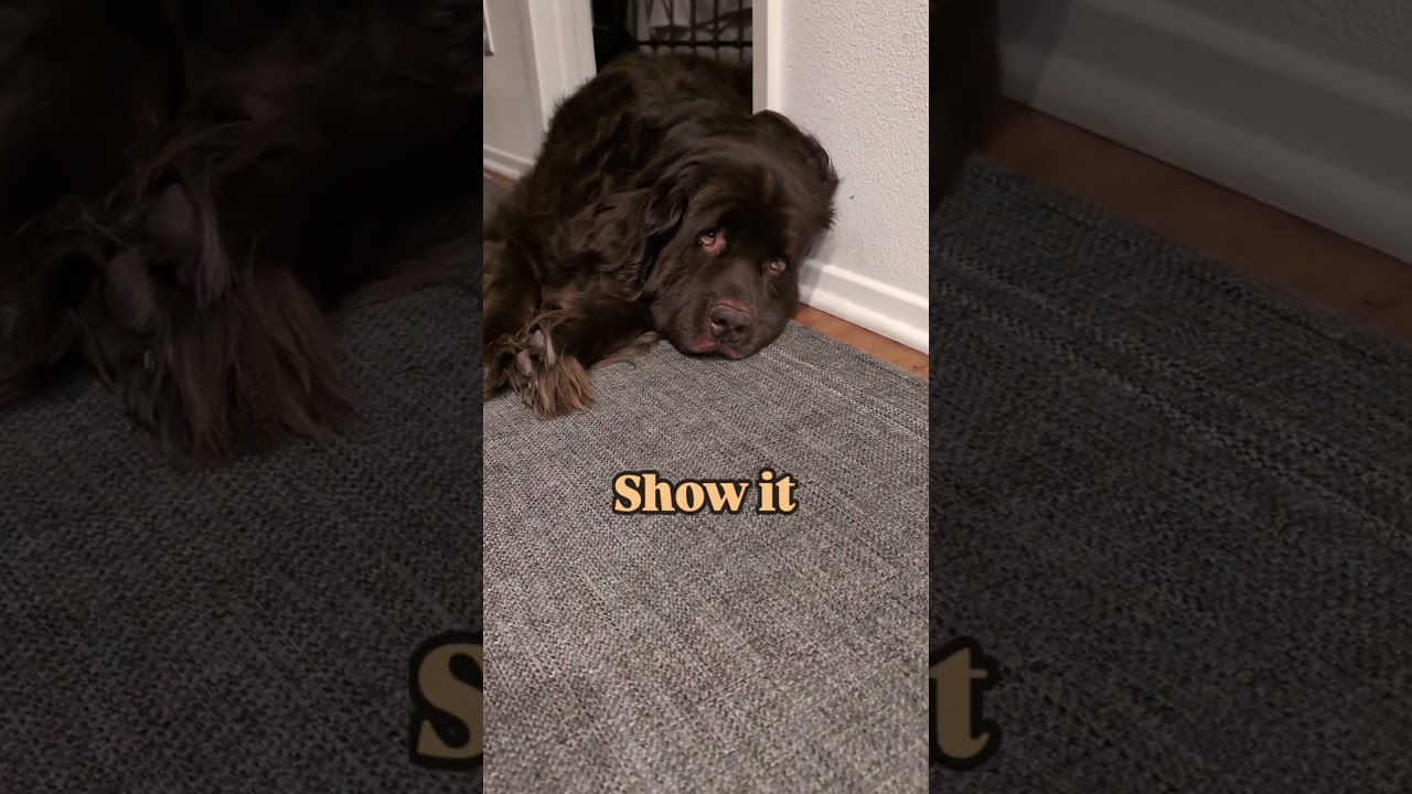 No, she's not lazy 😂 #newfoundlanddog