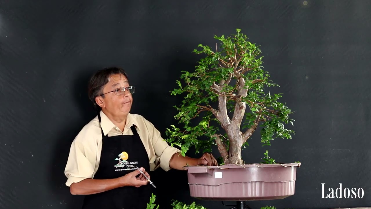 Pré bonsai de Jabuticaba 2