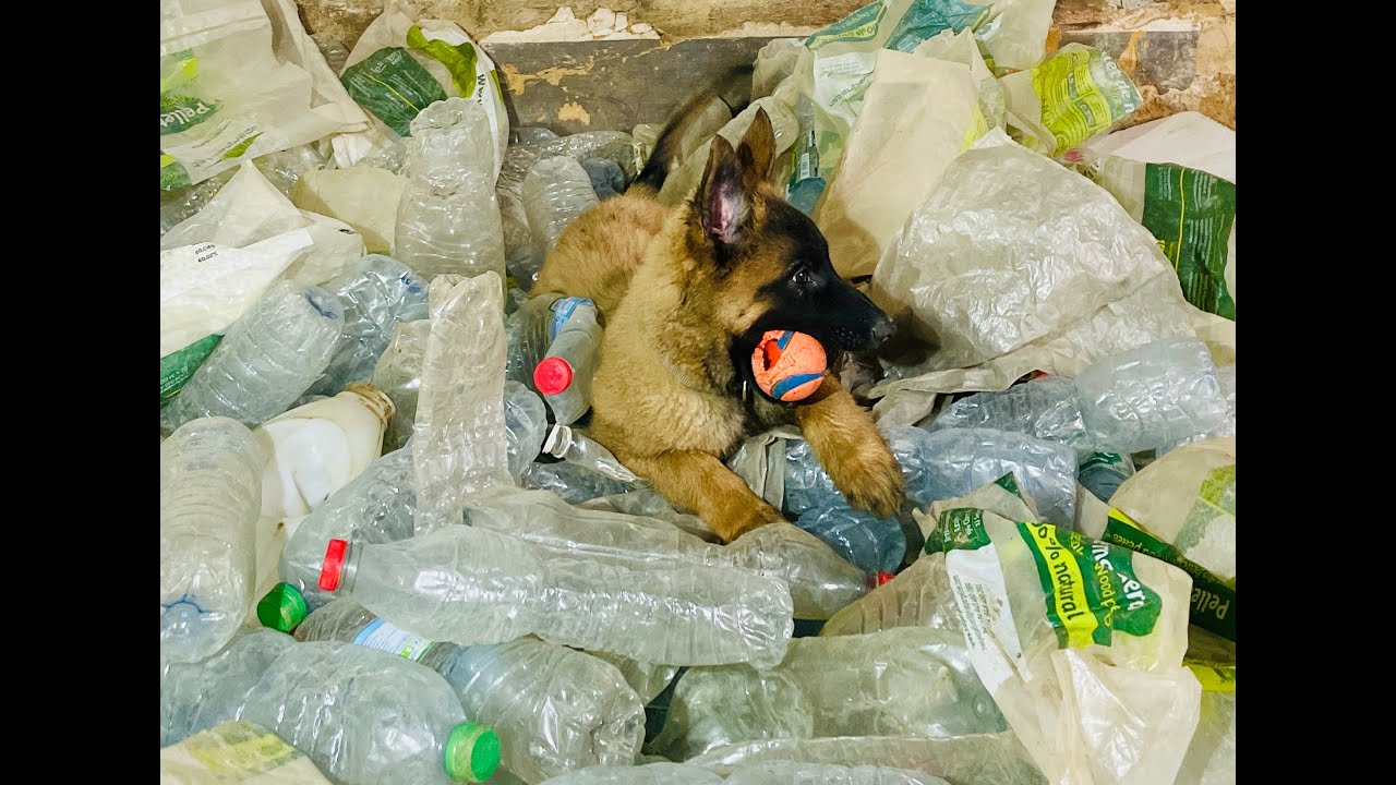 Socialisation chiot berger belge tervueren à l'élevage Des Derniers Centurions en éveil olfactif