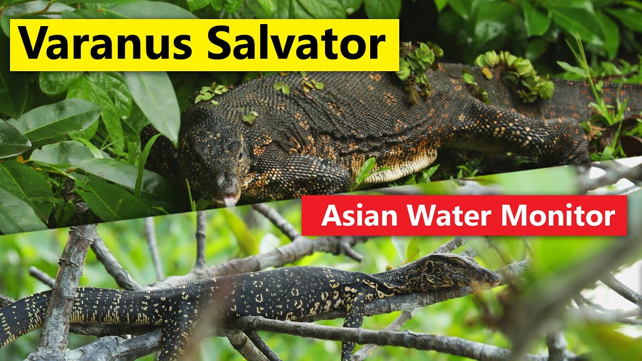 Varanus Salvator | Asian Water Monitor | Sri Lanka