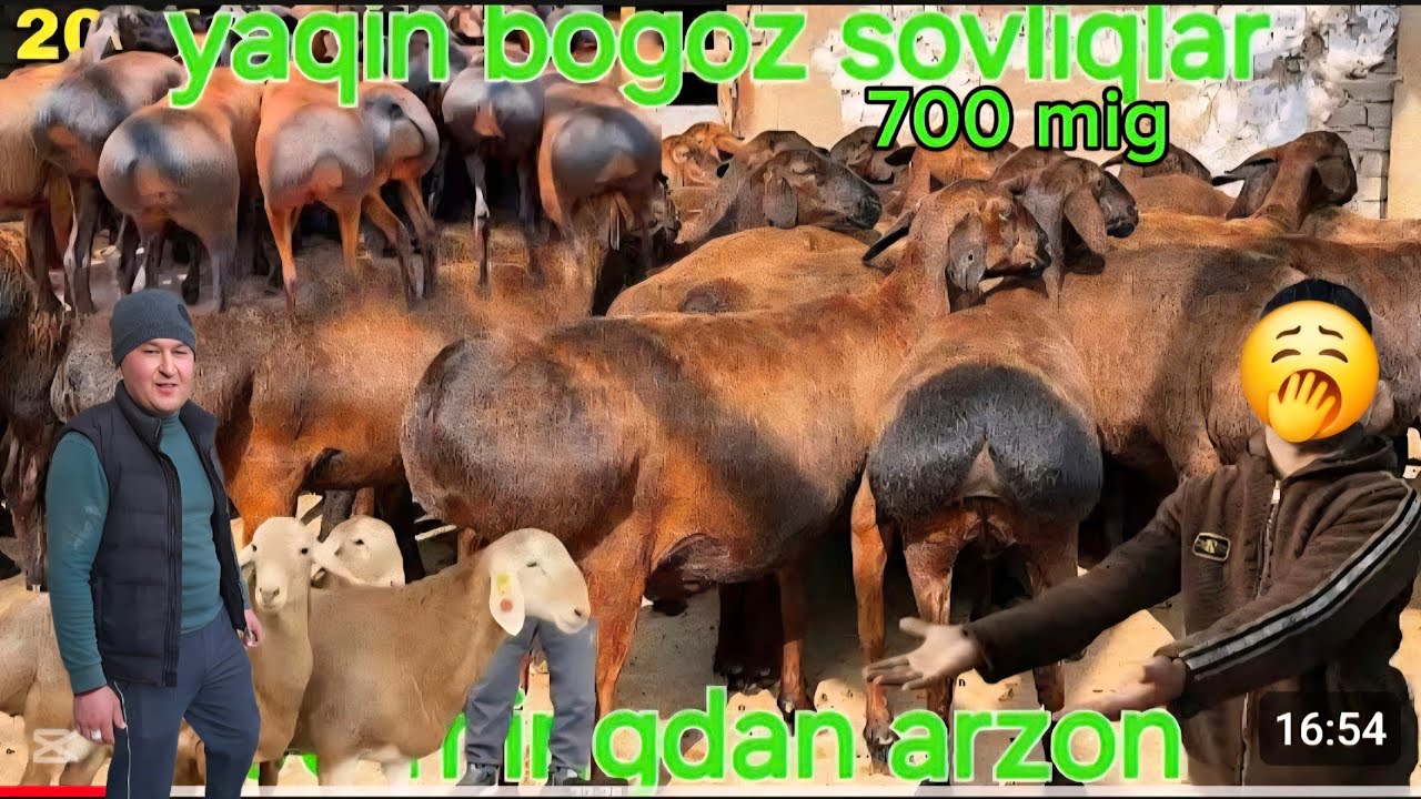 200 BOSH 700mig QŎZI NAQ 2 3 KUDA TUĞADIGAN YAQIN BŎĞOZ EKAZAKCHI ZŎRLAR 500 ARZON