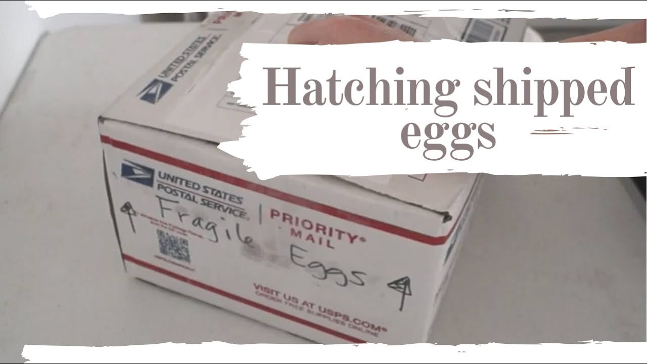 First Time Hatching Shipped Eggs | Tips For Detached Air Cells