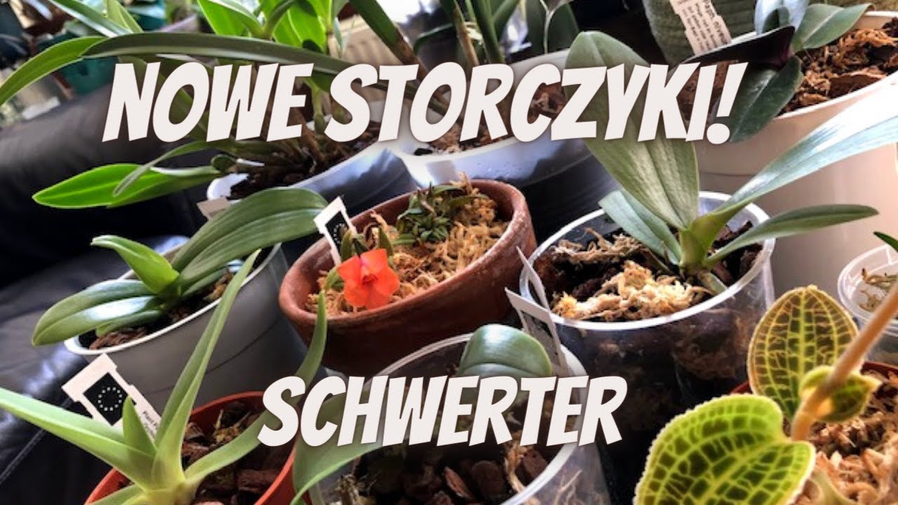 Rozpakowanie storczyków /SCHWERTER/ + jak się mają po dwóch miesiącach. UNBOXING + UPDATE