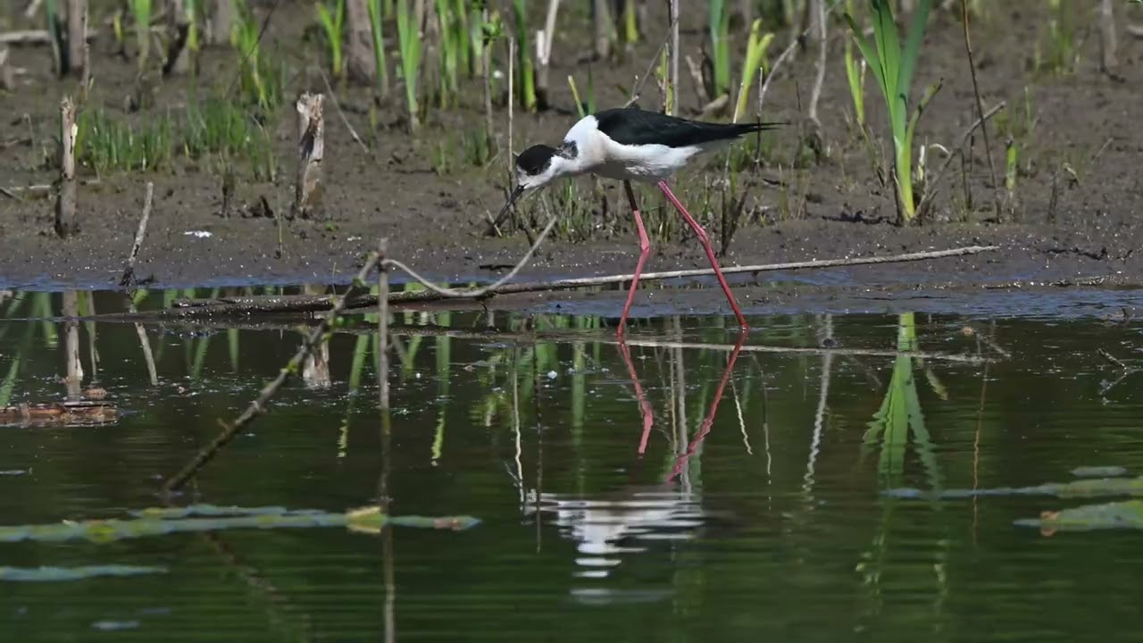 Oiseaux en baie de Somme, printemps été 2025