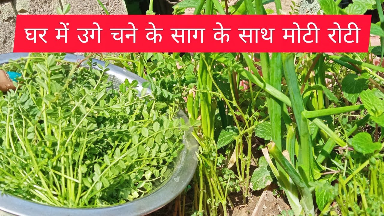 घर में उगाये हरे चने के साग को तोड़कर  बनाया साथ मे बनायी मोती रोटी