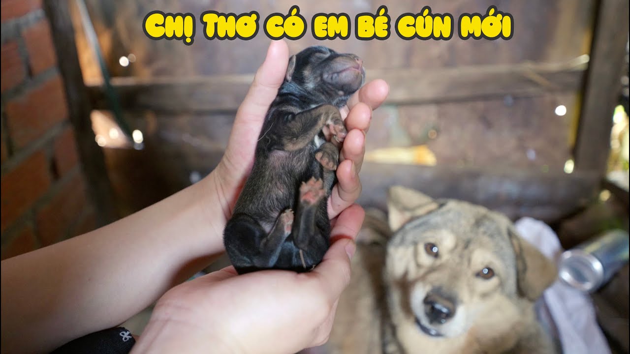 Chị Thơ Chào Đón Em Bé Mới