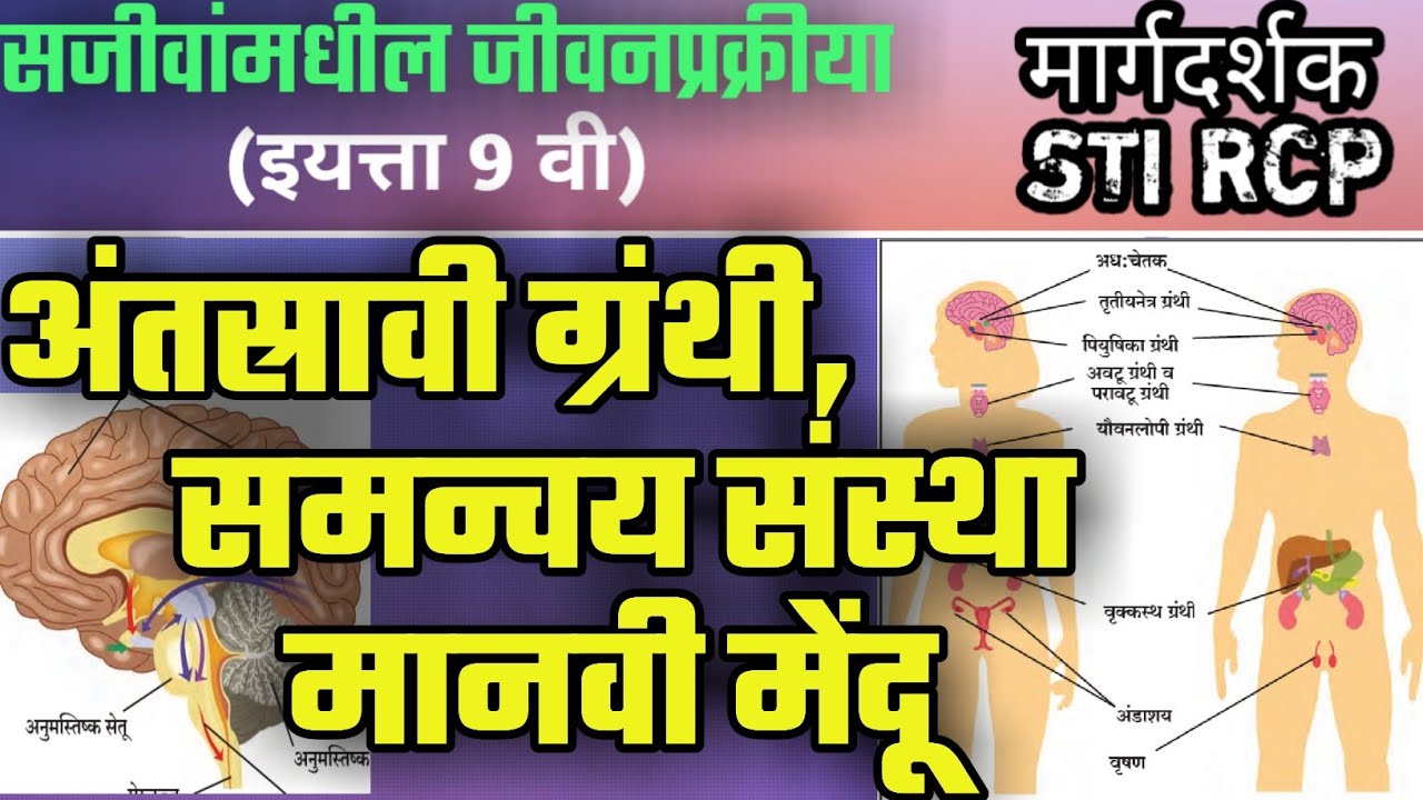 समन्वय संस्था , अंतस्रावी ग्रंथी , मानवी मेंदू |सामान्य विज्ञान By STI RCP |GENERAL SCIENCE BIOLOGY