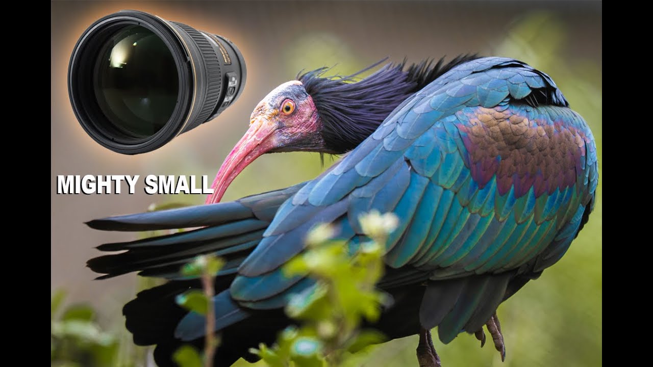 Объектив Nikon 300mm F4 PF — первый взгляд — он крошечный!!!