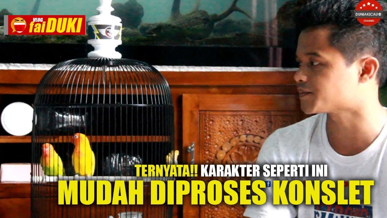 Seputar Konslet : Karakter LOVEBIRD Seperti ini!! JAMINAN CEPAT KONSLET