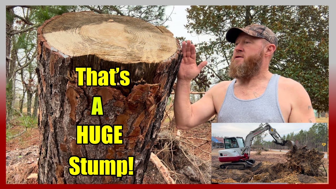Can a Takeuchi TB240 Rip Out This Giant Stump?