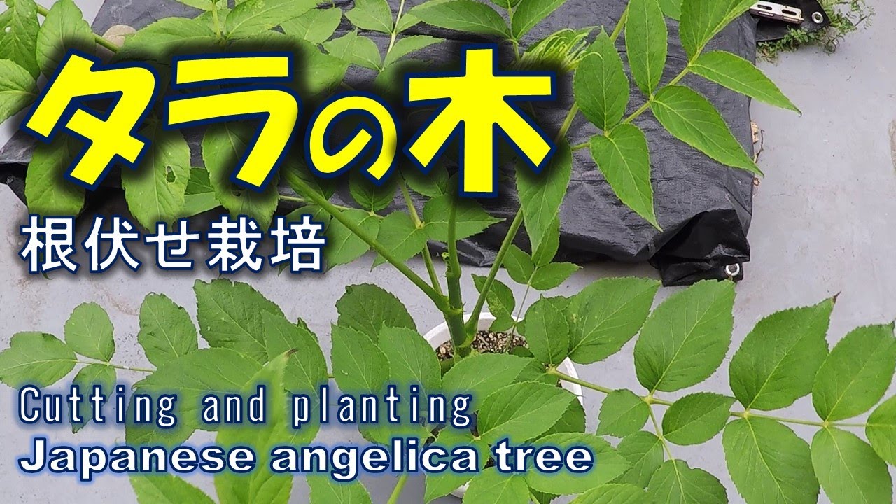タラの木の増殖は、意外と簡単！　根の一部からの栽培
