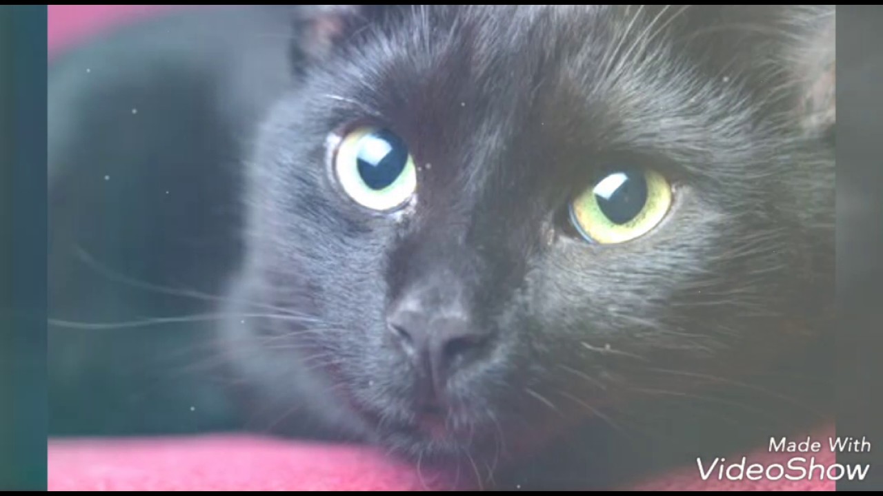 El Gato Sabio de Andres Lewin
